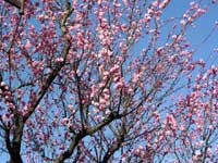 春を主張する桃の花